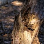 tree, snapped, bark, trunk, broke